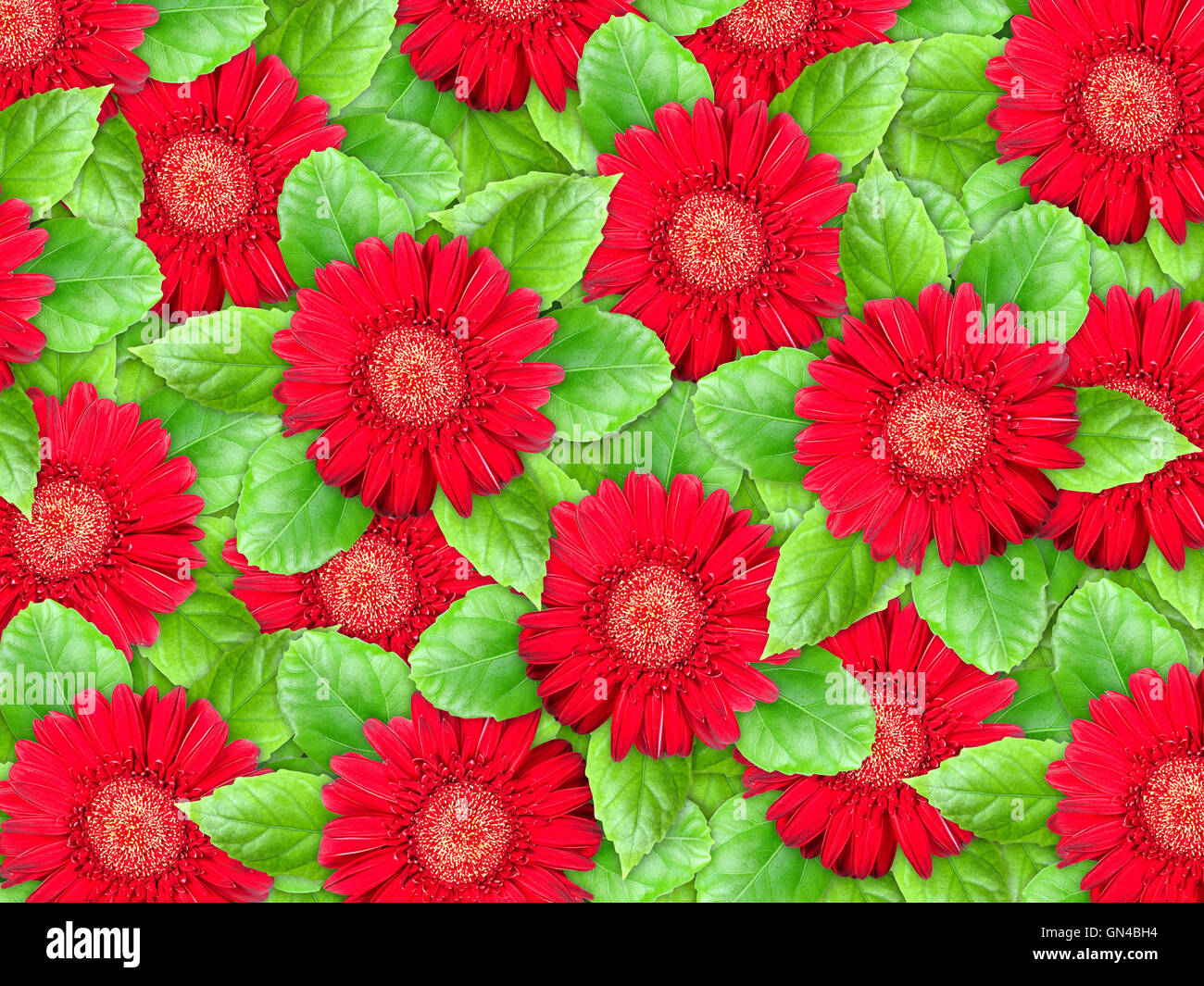 Background of red flowers and green leaf Stock Photo