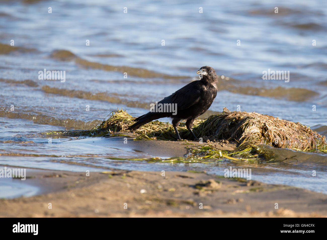 American Crow (Corvus brachyrhynchos) drinking water Stock Photo - Alamy