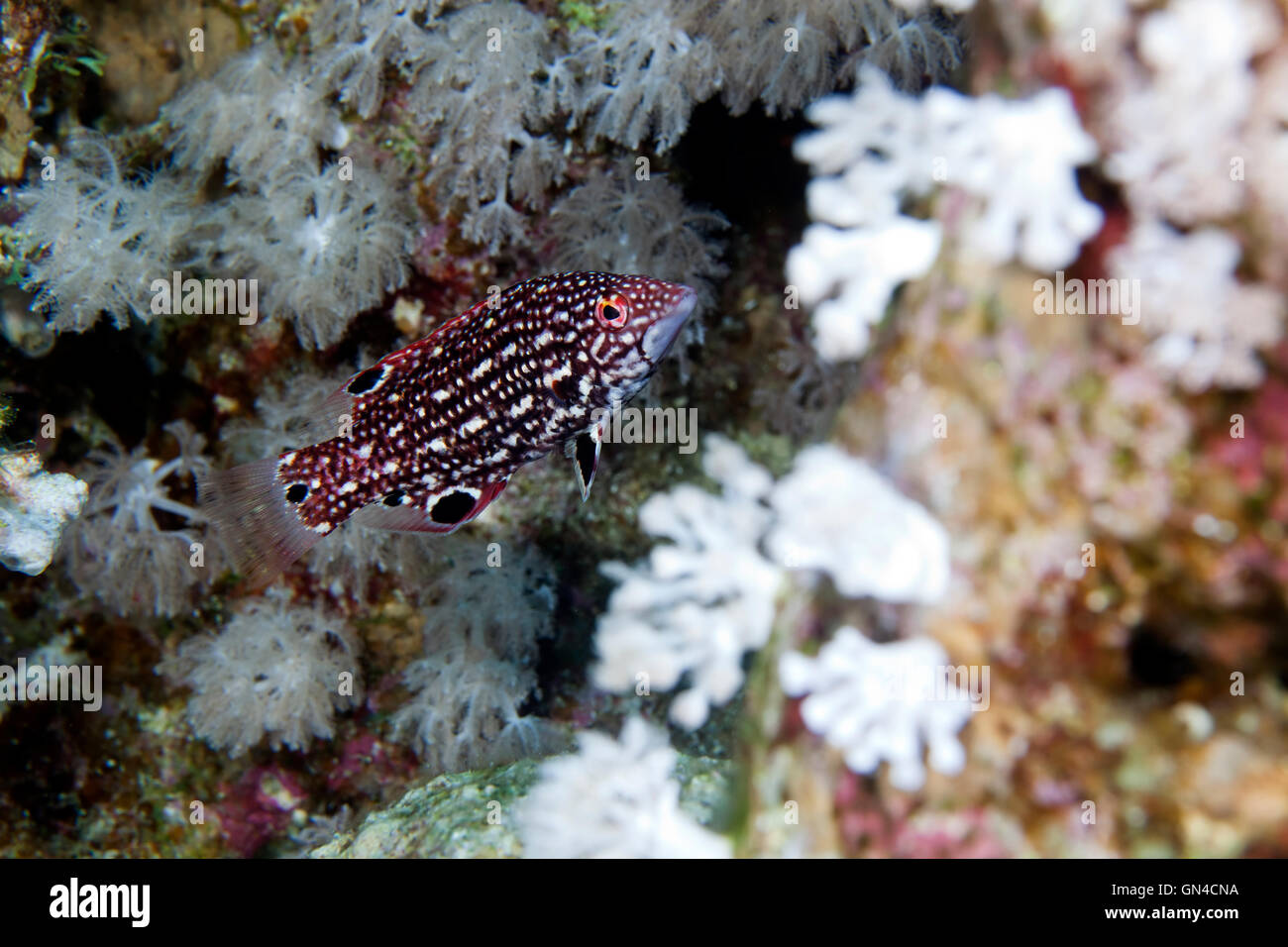 Diana hogfish (bodianus diana) in de Red Sea. Stock Photo