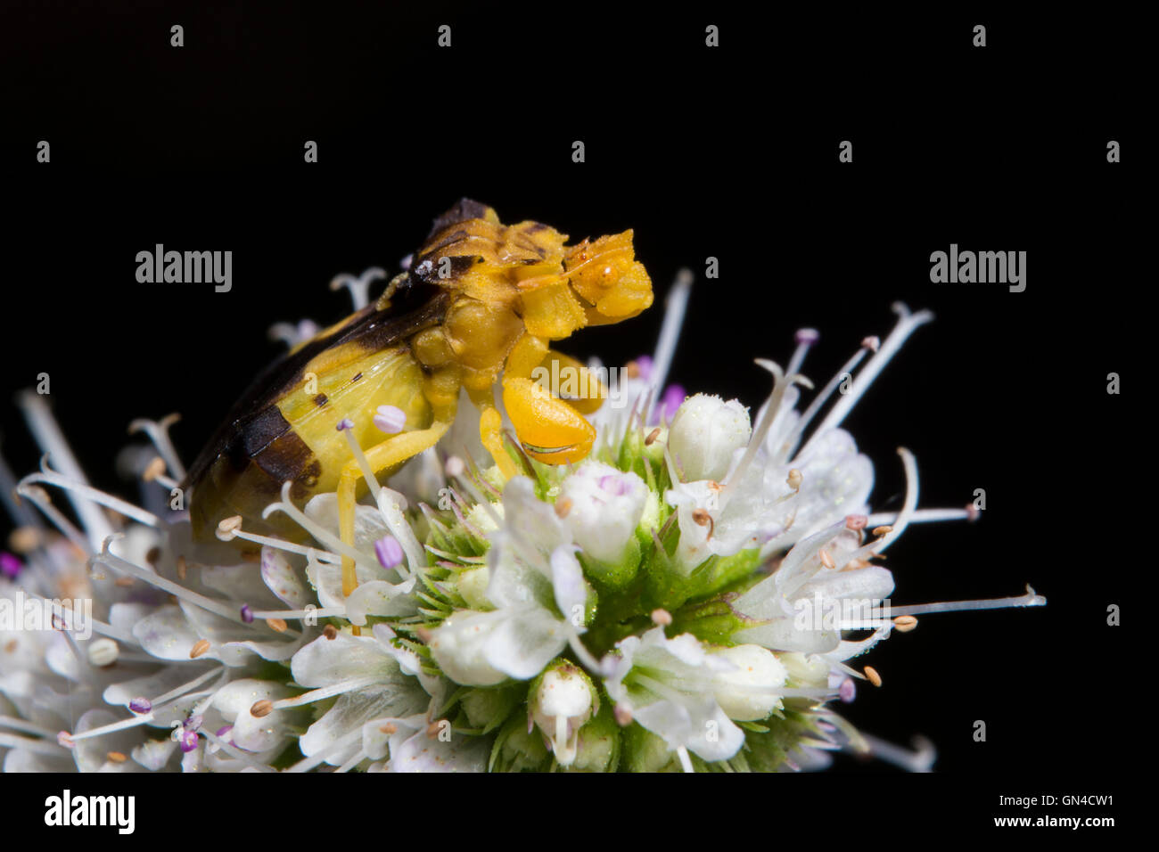 Jagged Ambush Bugs (Phymata erosa) Stock Photo