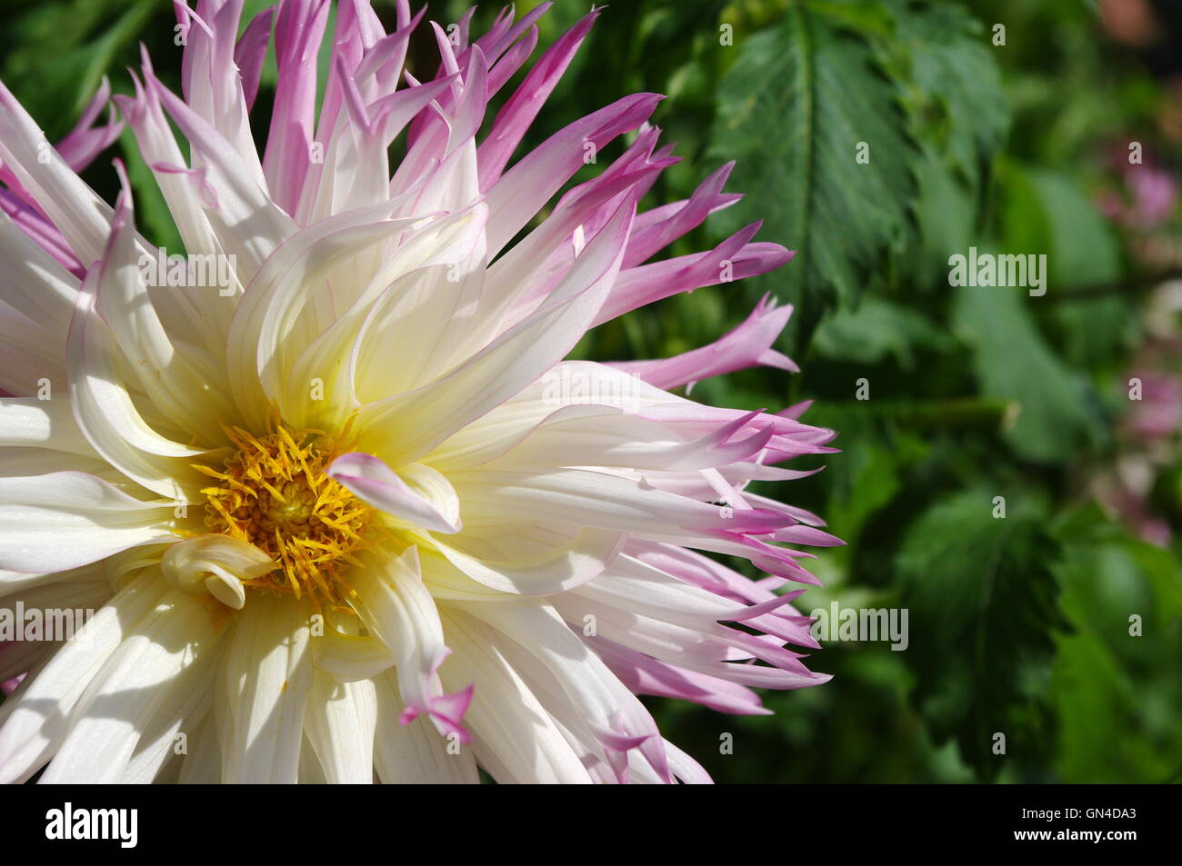 White and pink dahlia Stock Photo - Alamy