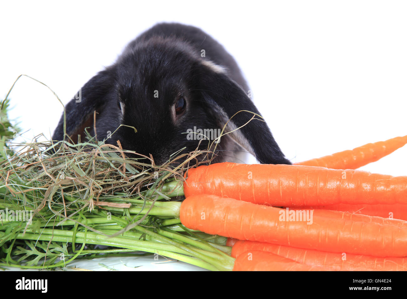 Rabbit eating carrots Stock Photo Alamy