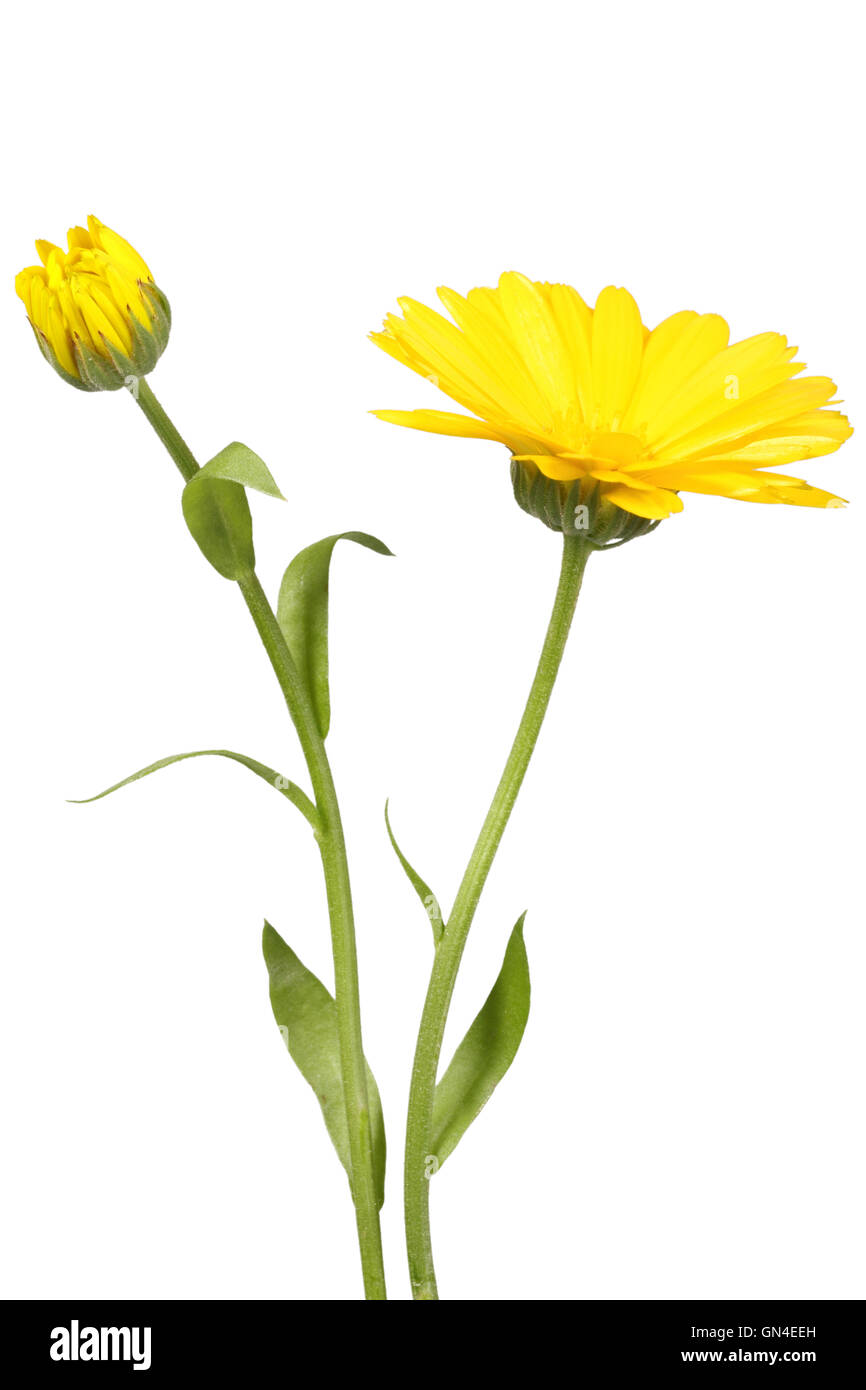 Yellow Flower And Bud Of Calendula Stock Photo Alamy