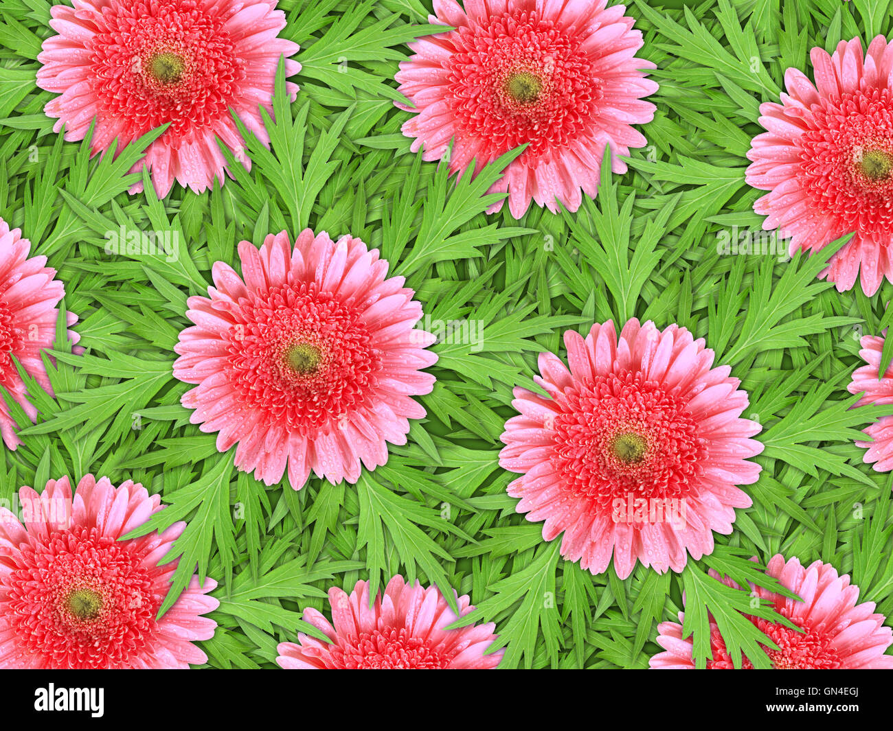 Background of pink flowers and green leaf Stock Photo