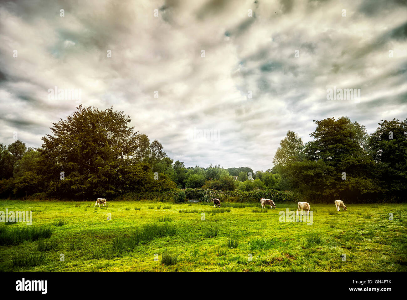 Herd of cows at summer green field. England. Rural landscape Stock ...