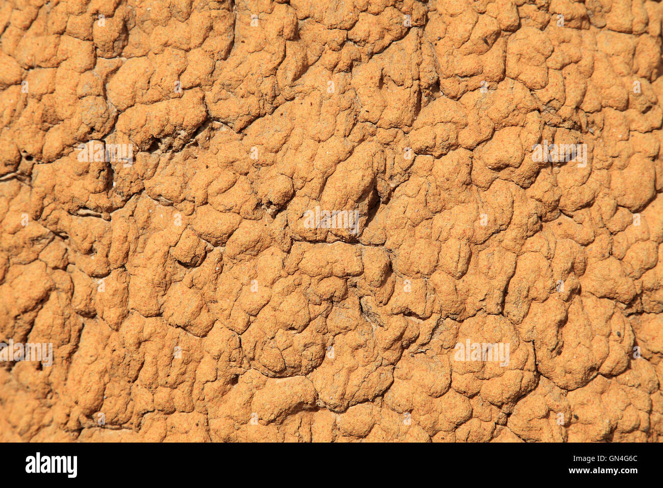 Termite insects hi-res stock photography and images - Alamy