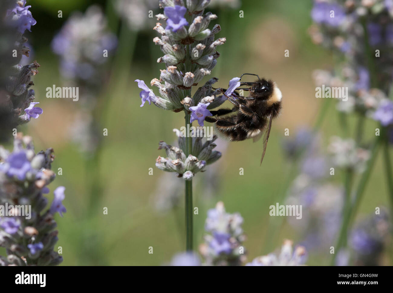 Buff-tailed Bumblebee, Bombus terrestris, Single adult feeding on lavender flowers, Lea Valley, Essex, UK Stock Photo