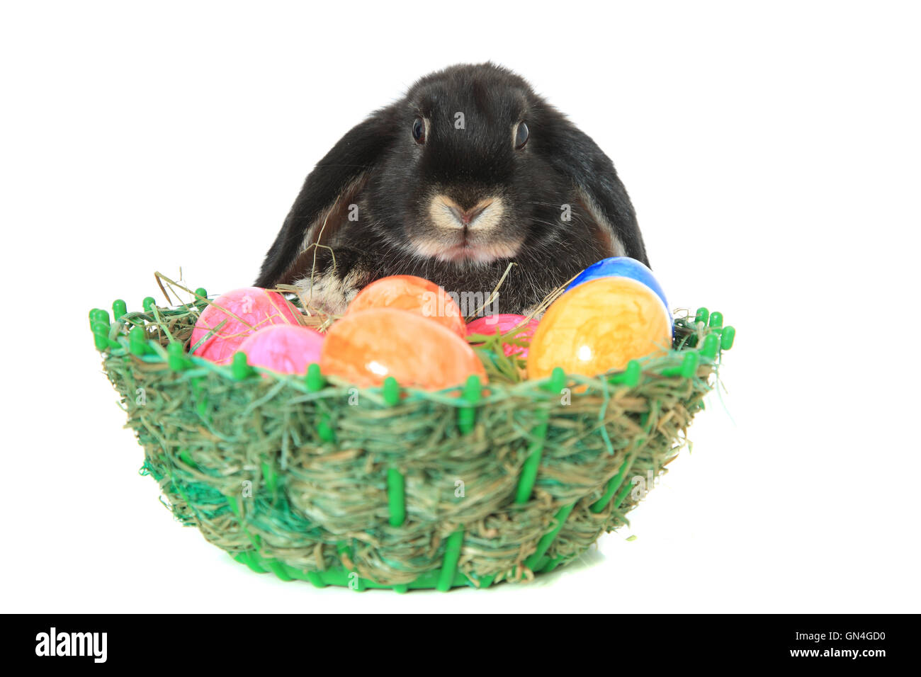 Cute rabbit coloured background hi-res stock photography and images - Alamy