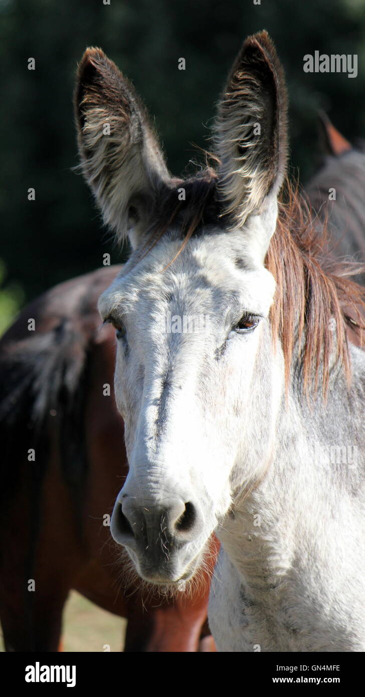 Portrait of a donkey Stock Photo - Alamy