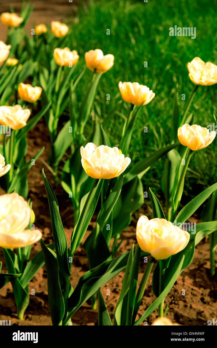 yellow tulips on a flowerbed Stock Photo - Alamy