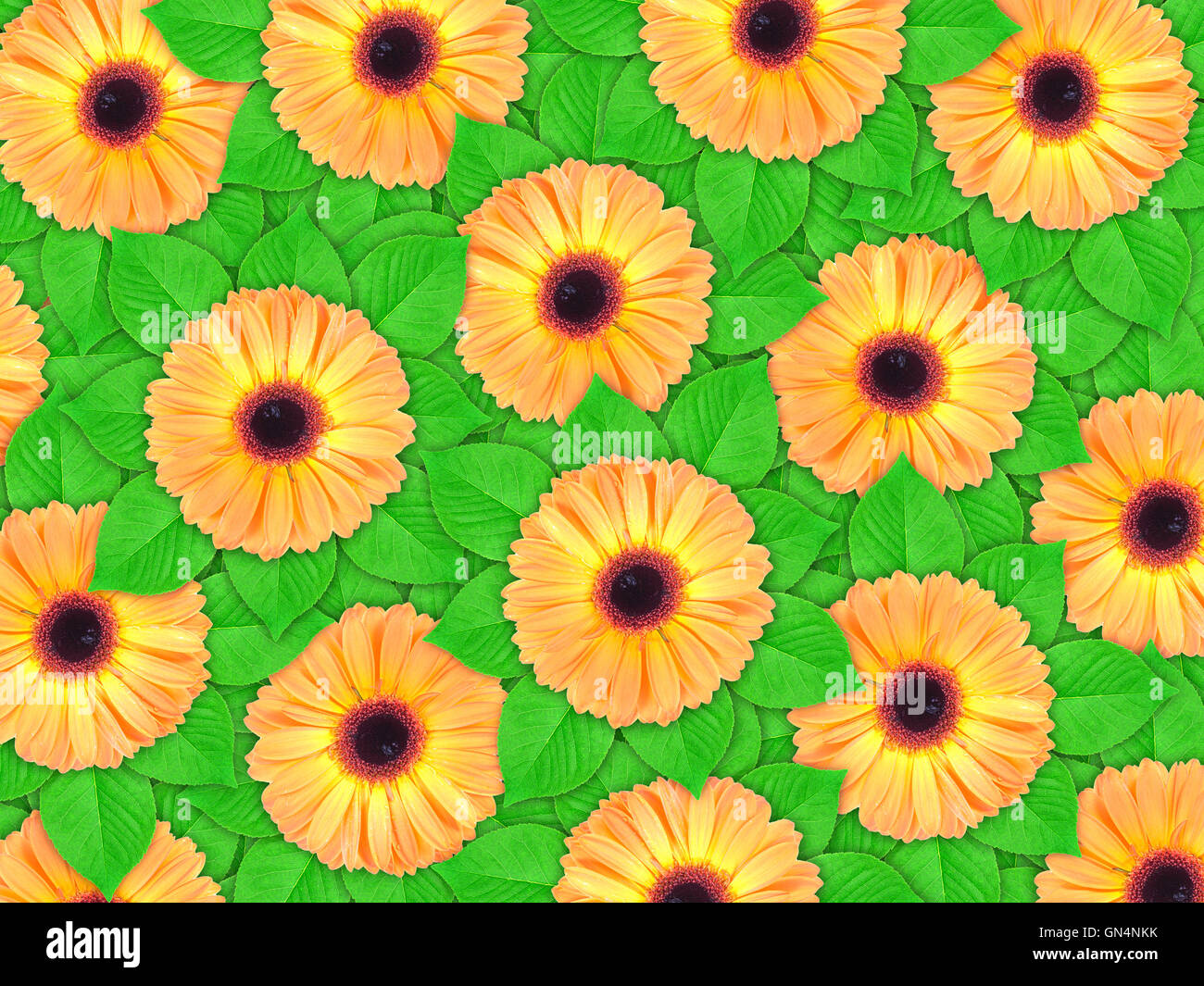Background of orange flowers and green leaf Stock Photo