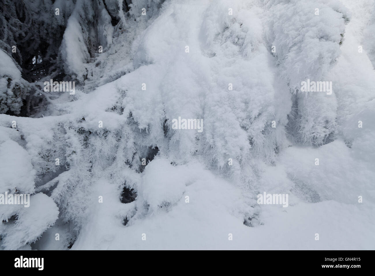 Frozen tree background Stock Photo