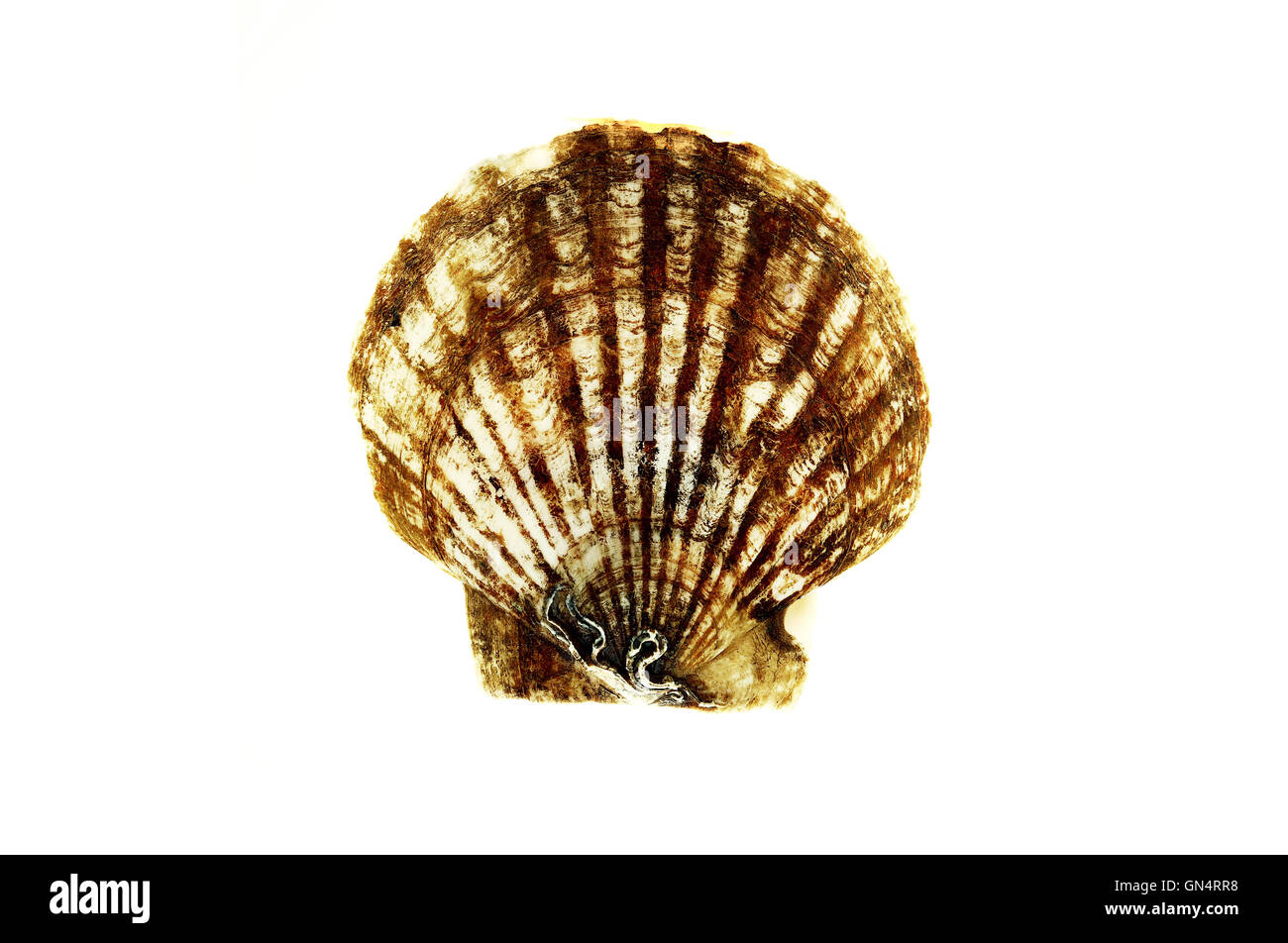 Tan Radial Seashell Isolated on White Background Stock Photo - Alamy