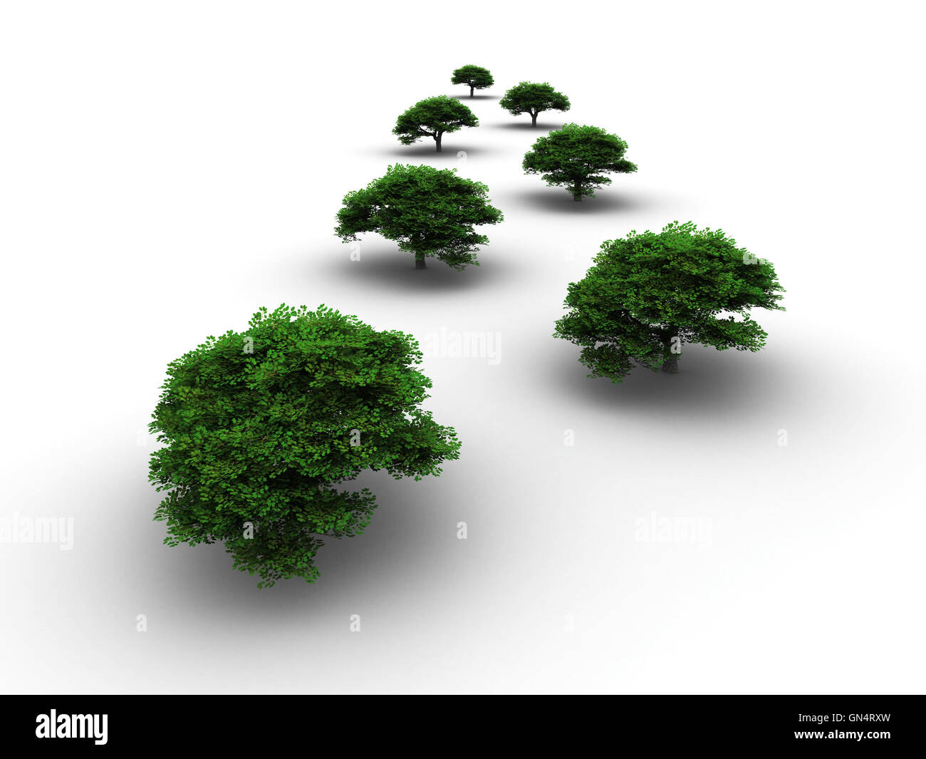 Young trees in a row hi-res stock photography and images - Alamy