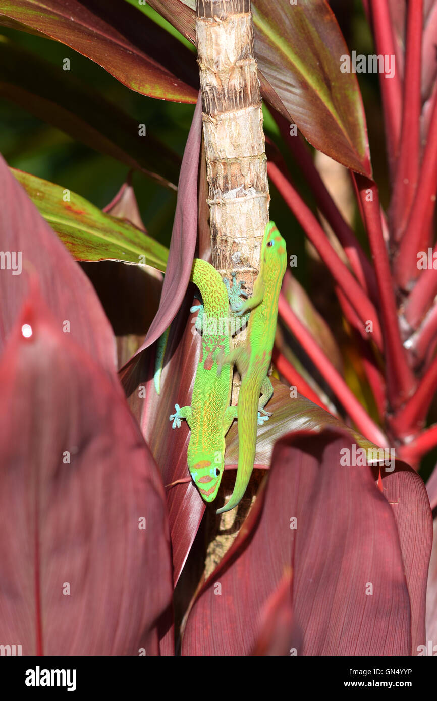 Two gold dust day geckos in a race on a tree in a garden in Hawaii Stock Photo