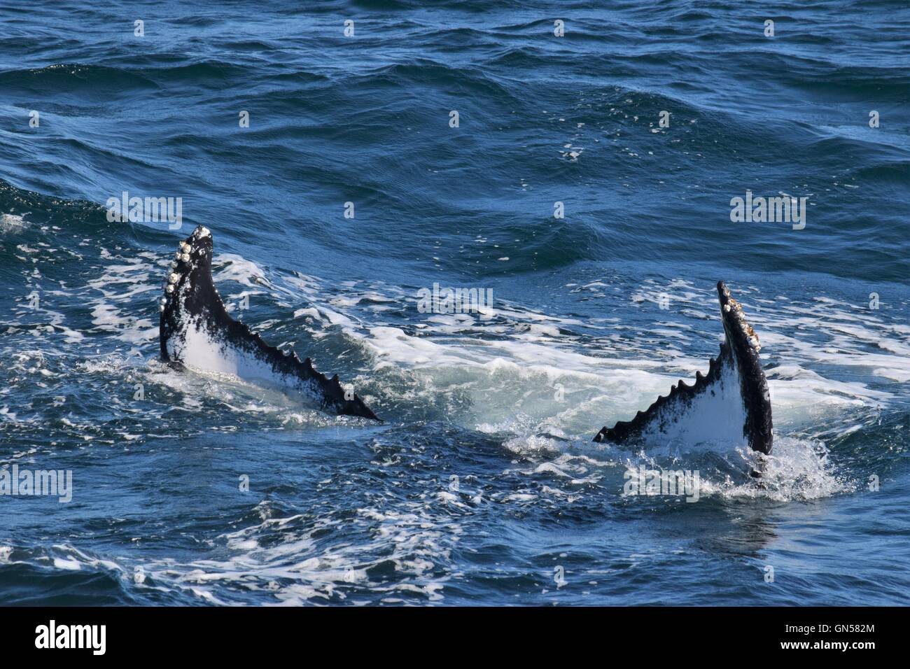 Humpback whales off the coast  of Massachusetts showing their flukes Stock Photo