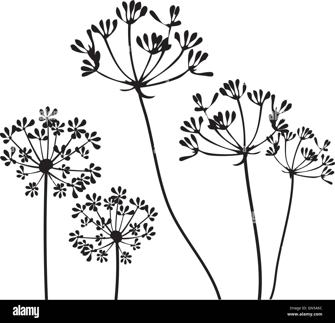 Fennel Flower Drawing