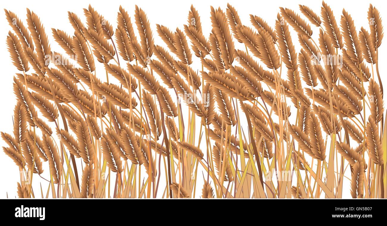 A crop field a generic crop growing with a white background Stock ...