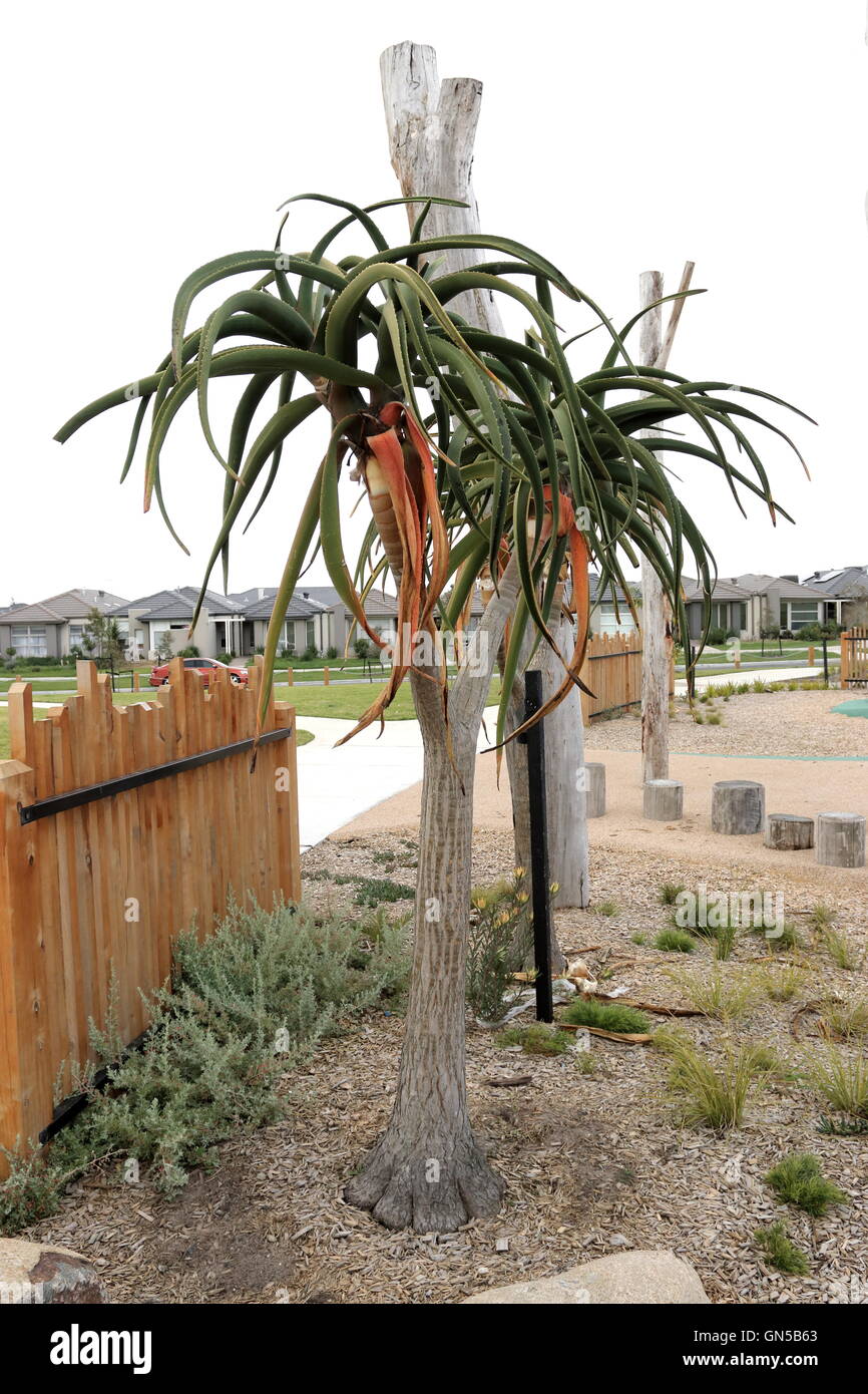 Aloe barberae or also known as Tree Aloe, Aloe bainesii Dyer, South African tree aloe Stock Photo