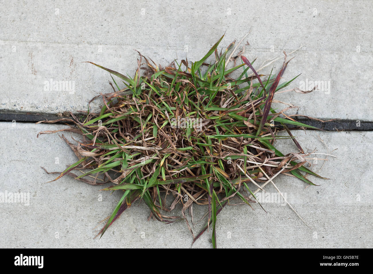 Grass growing in between gaps in concrete ground Stock Photo Alamy