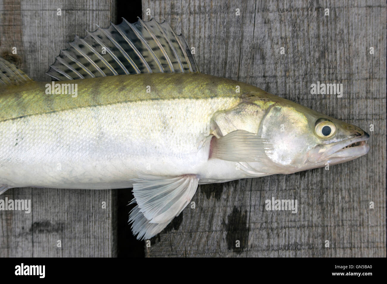 Danube, Serbia - Pikeperch (Sander lucioperca) on a wooden deck just before release Stock Photo