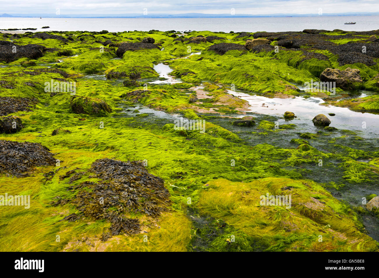 Submerged algae on coastal rocks during low tide in the Largo Bay, Lower Largo, Fife, Scotland, United Kingdom Stock Photo