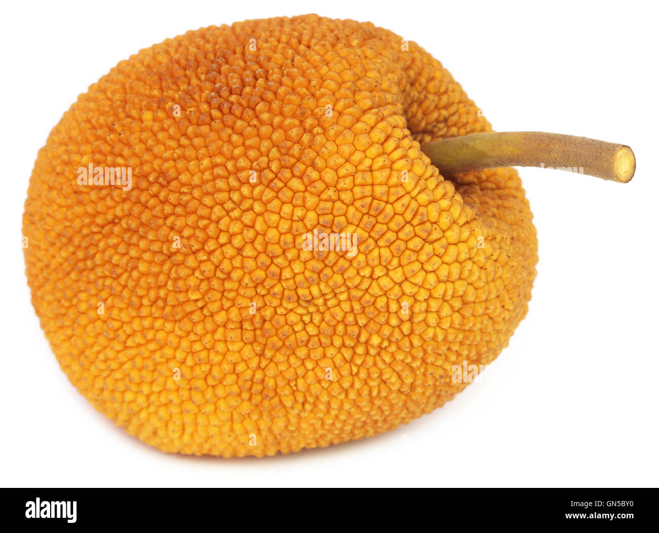 Wild jackfruit of Southeast Asia over white background Stock Photo
