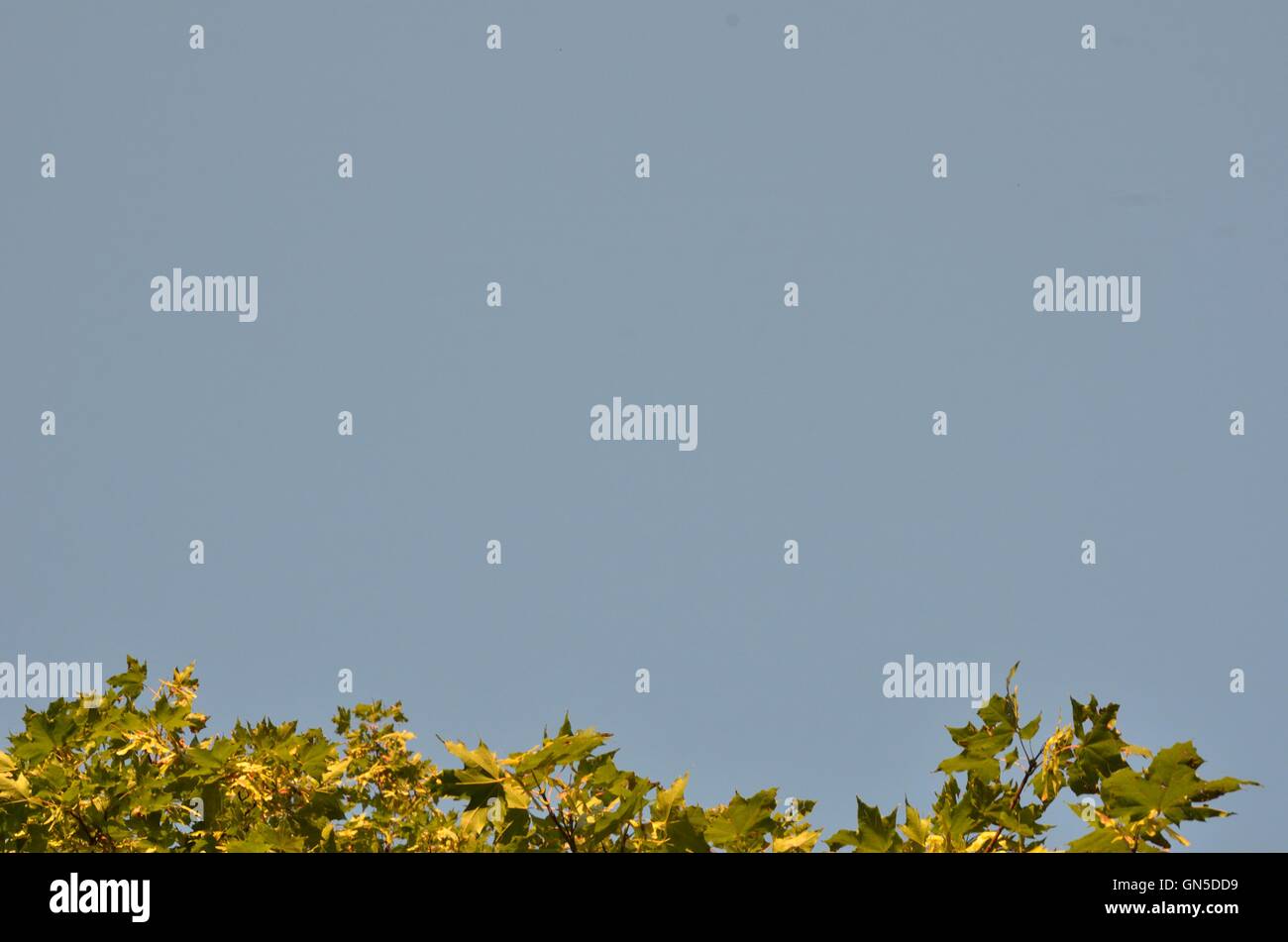 blue background and green leaves Stock Photo - Alamy