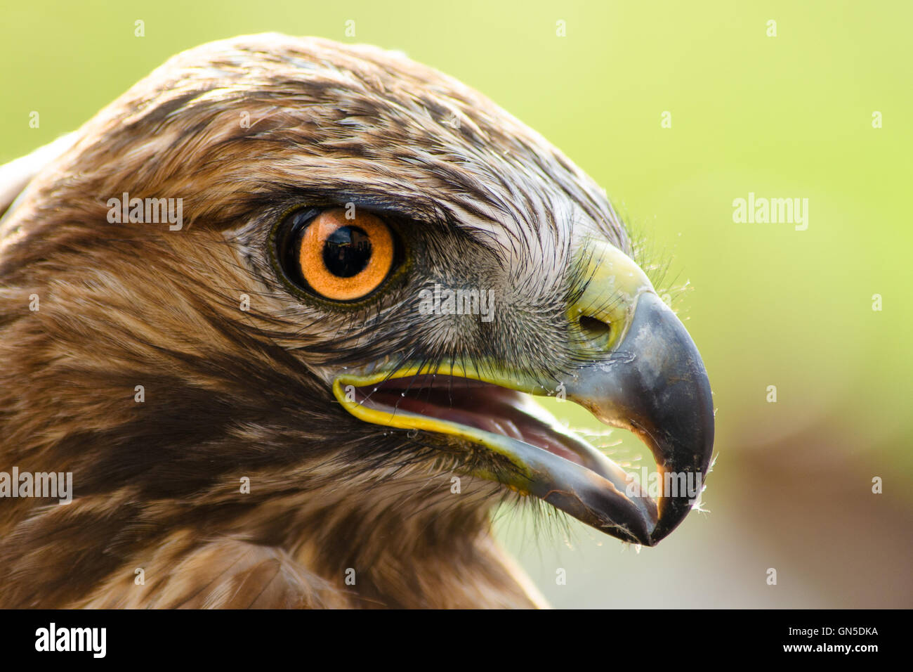 A close-up of eagle with orange big eyes Stock Photo