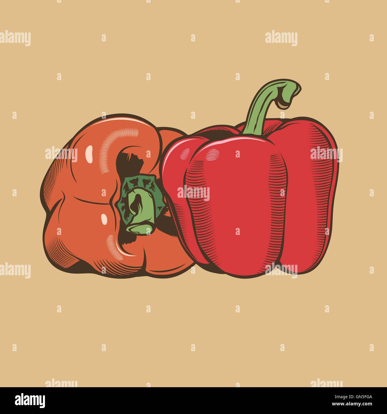 Bell-peppers in vintage style. Colored vector illustration Stock Vector