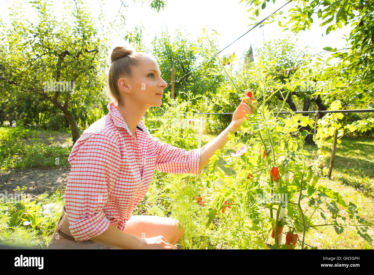 A young woman harvesting organic Tomatoes in her Garden Stock Photo - Alamy