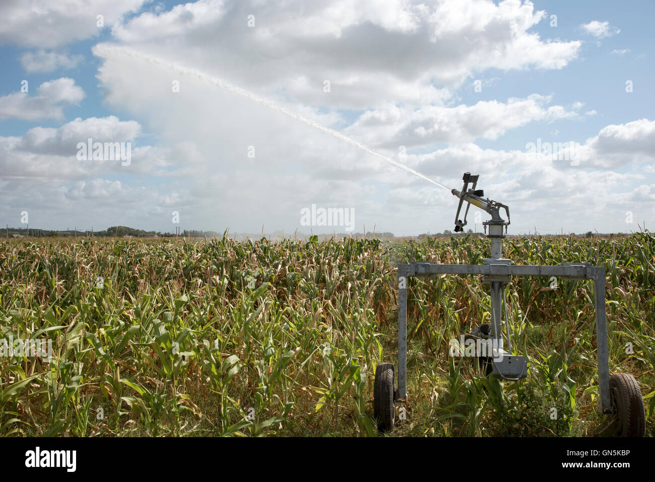 Agricultural rain gun watering  maize growing on a farm in France Stock Photo