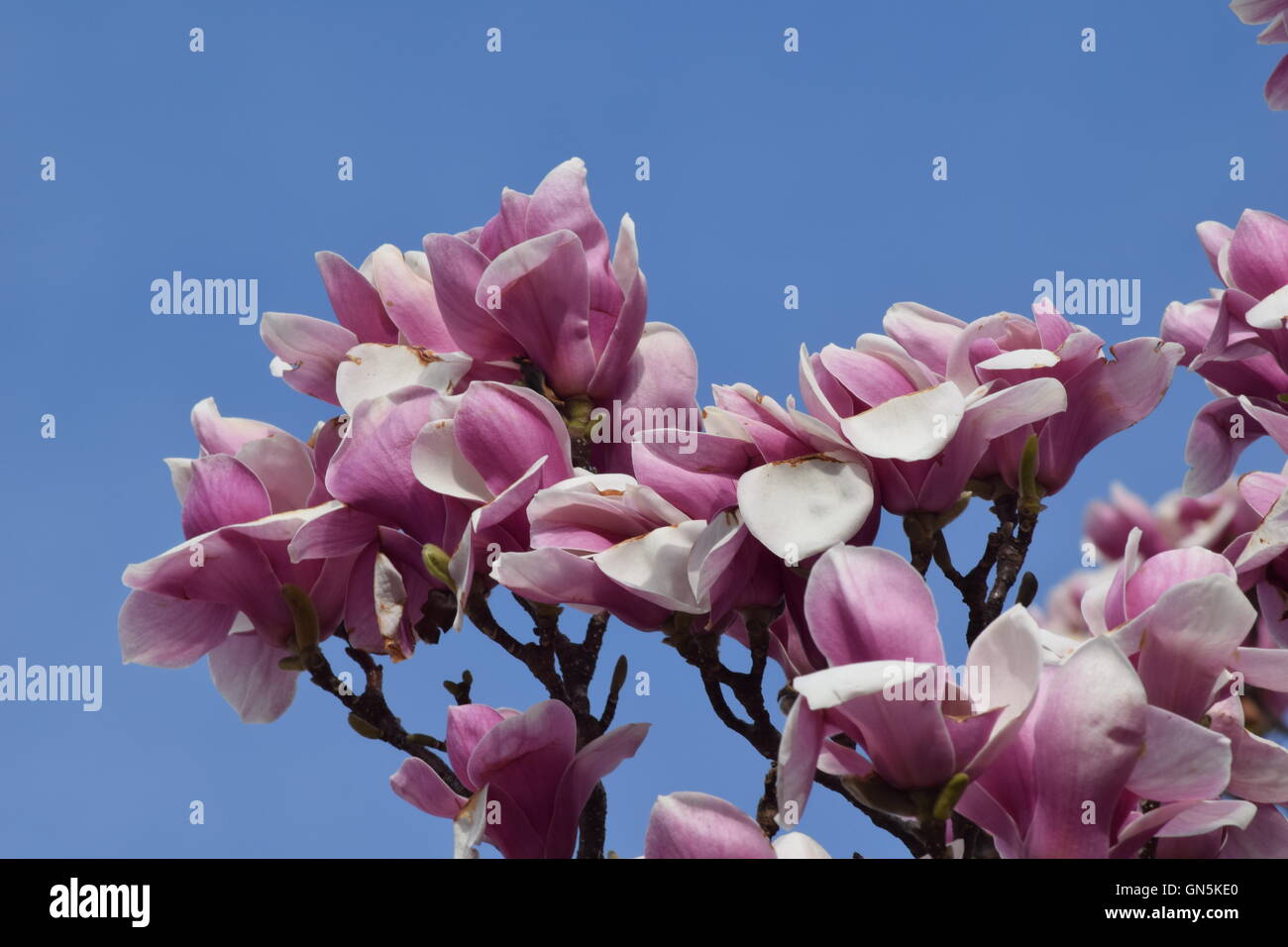 Magnolia blossoms against a blue sky Stock Photo - Alamy