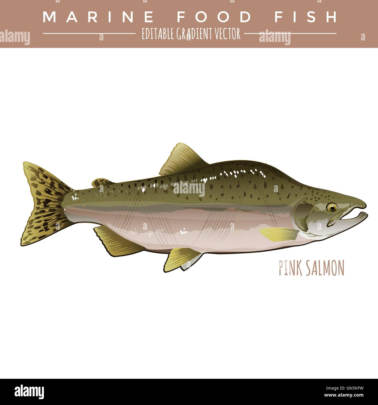 https://c8.alamy.com/comp/GN5KFW/pink-salmon-marine-food-fish-GN5KFW.jpg