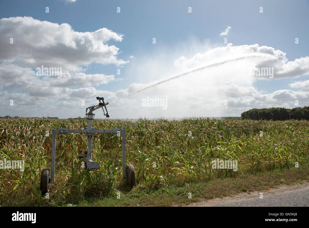 Agricultural rain gun watering  maize growing on a farm in France Stock Photo