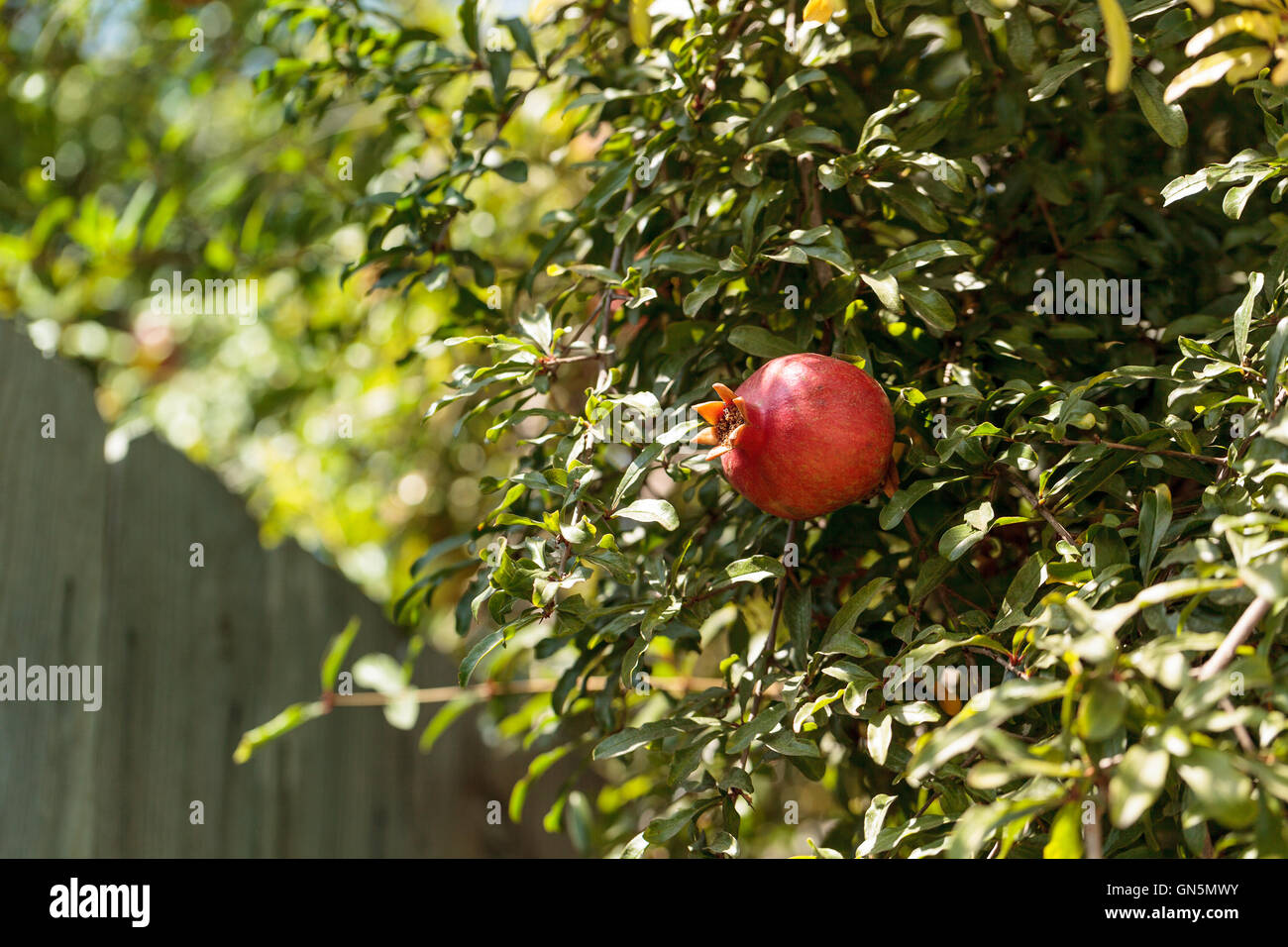 Fresh red pomegranate fruit Punica granatum in summer Stock Photo