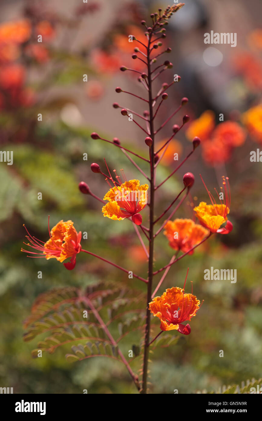 Peacock flower, scientifically known as Caesalpinia pulcherrima, is part of the pea family and can be found in the tropics and s Stock Photo