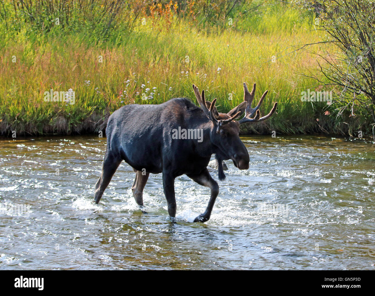 Adult Bull moose in shedding velvet antlers crossing the