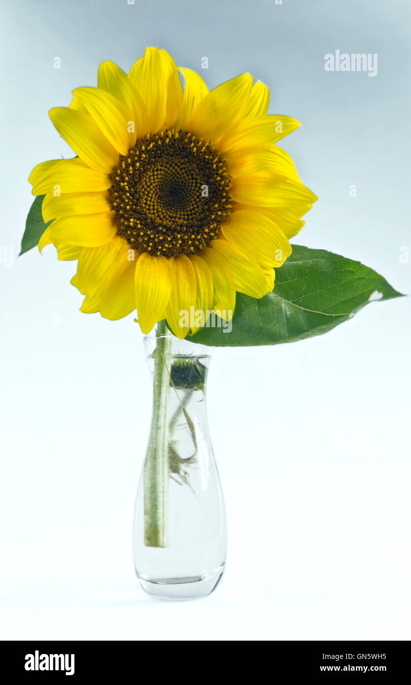One sunflower in a glass vase Stock Photo - Alamy