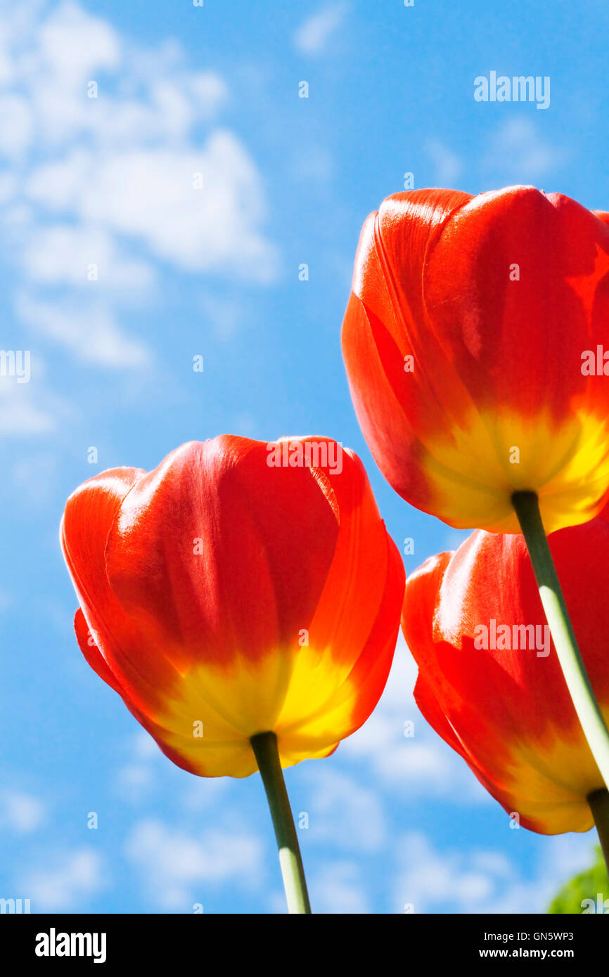 field with red tulips Stock Photo - Alamy
