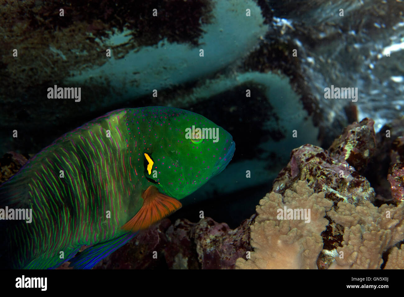 Broomtail wrassein de Red Sea Stock Photo - Alamy