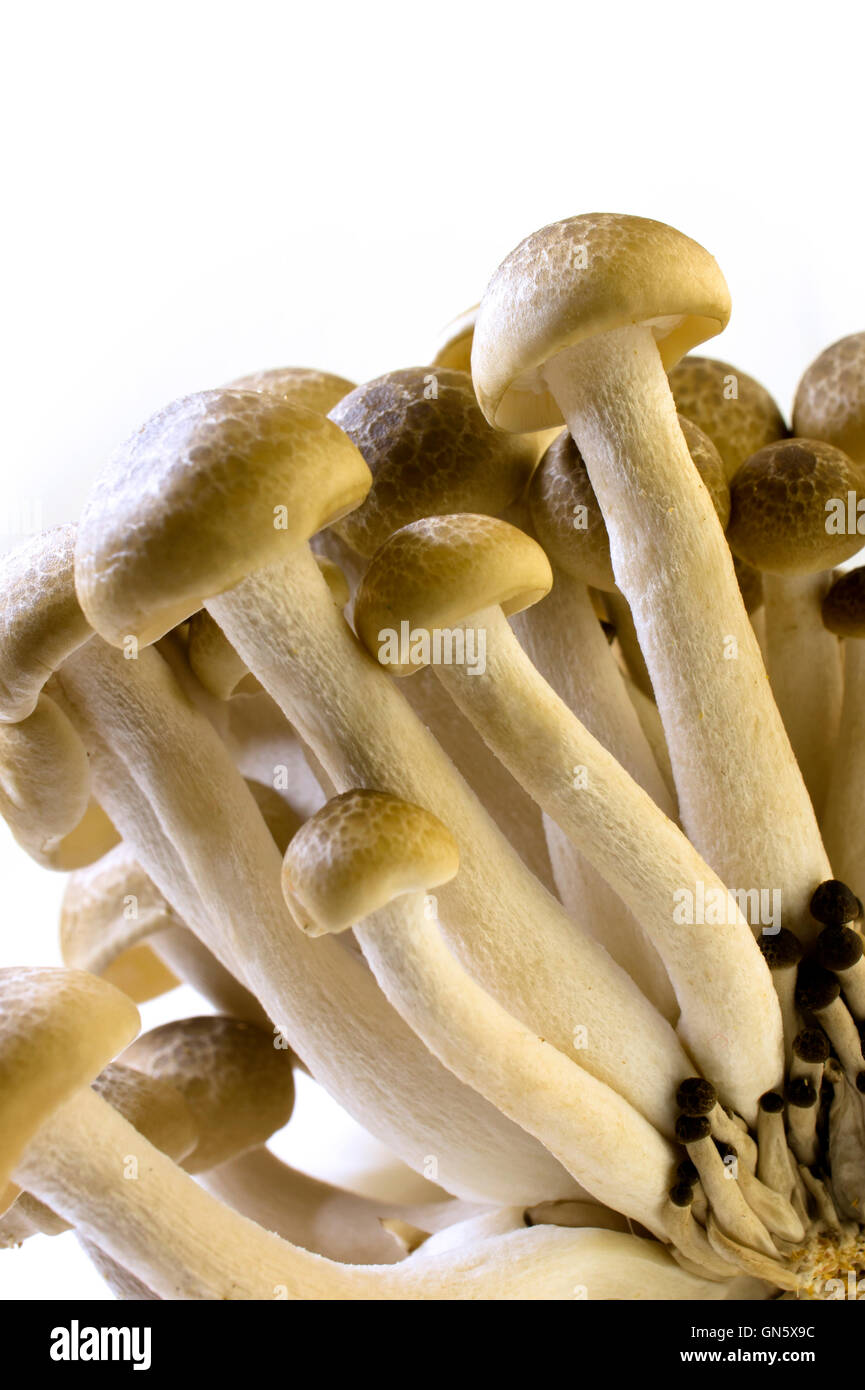 Brown Beech Mushroom Stock Photo - Alamy