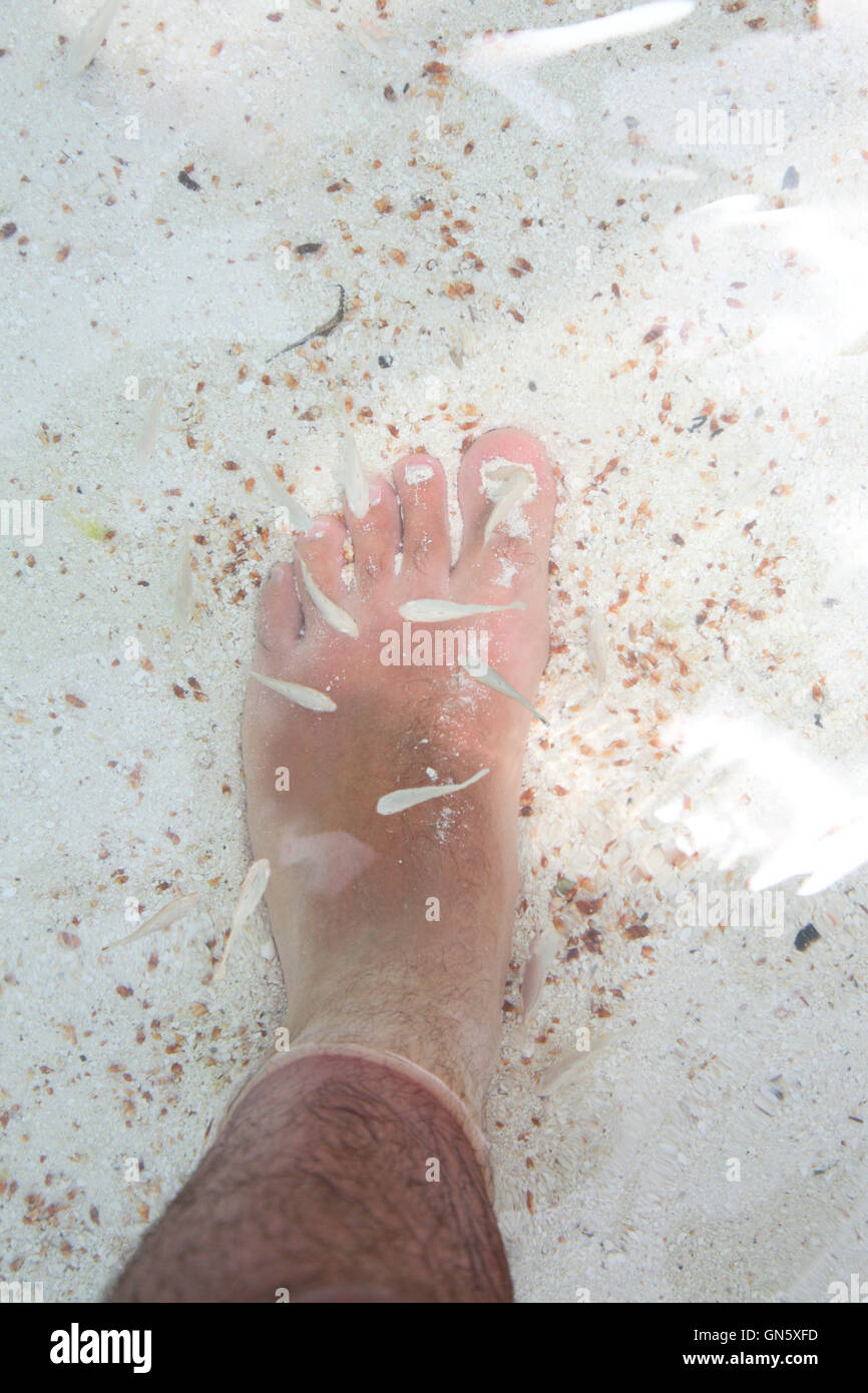 fish eatind dead skin Stock Photo Alamy