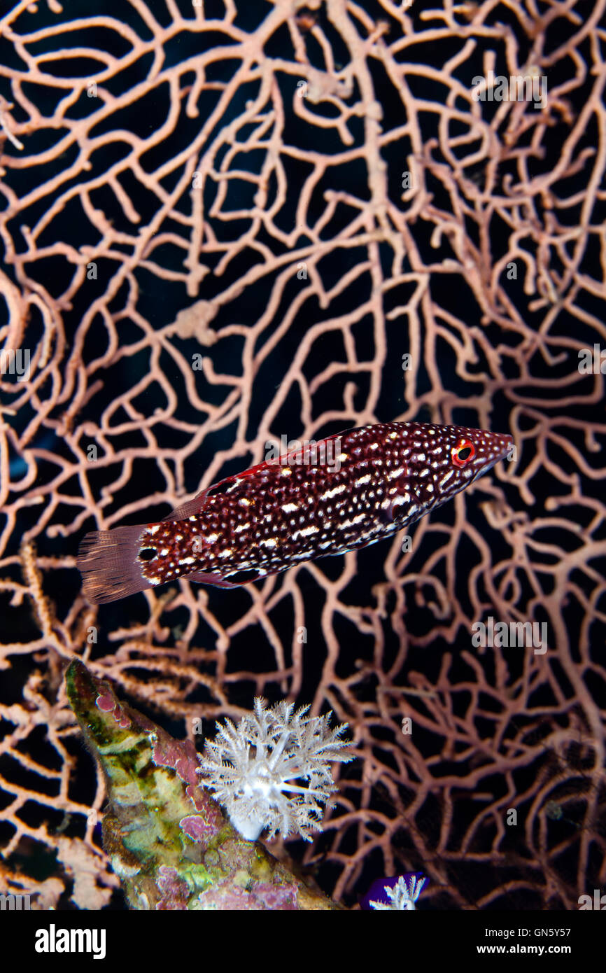 Diana hogfish (bodianus diana) in de Red Sea. Stock Photo