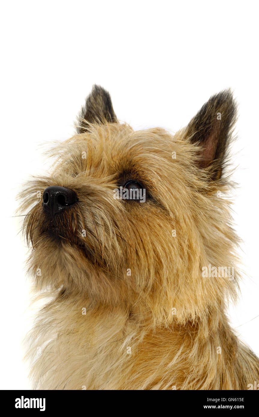 Face of Cairn Terrier dog. Stock Photo