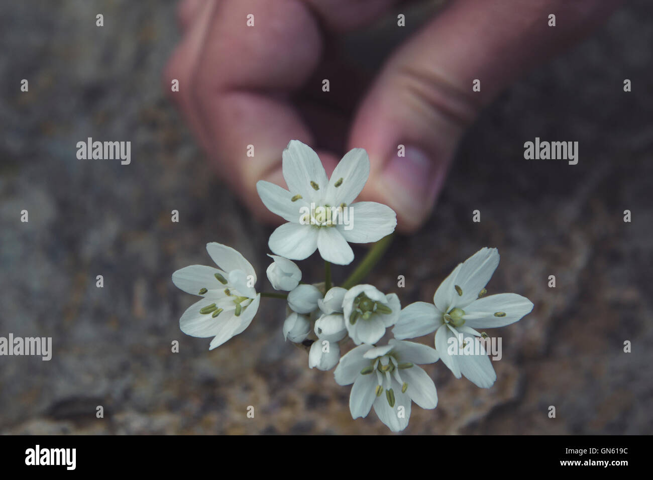 Woman finger's holding a white flower Stock Photo