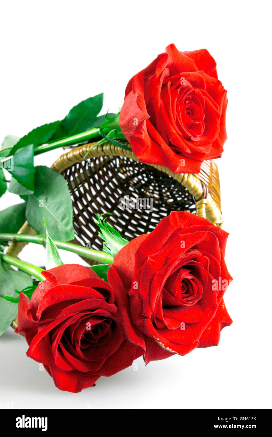 3 Fresh Roses Bunch of fresh roses Stock Photo - Alamy