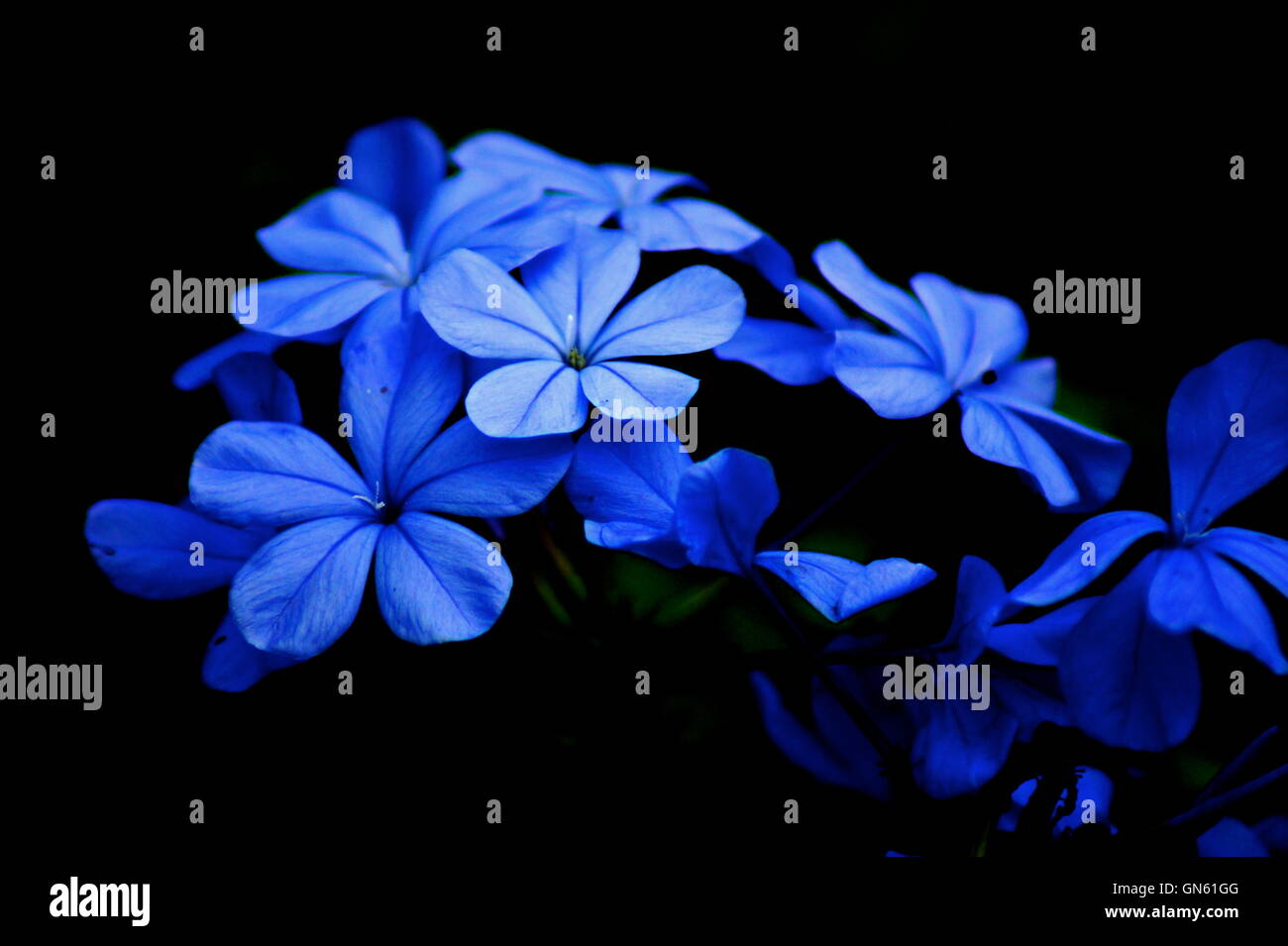 Dark blue and purple flowers hi-res stock photography and images - Alamy