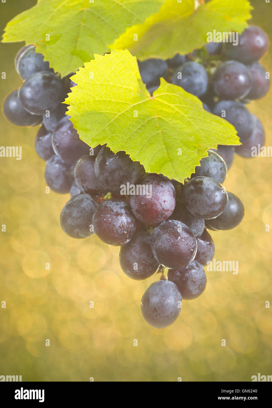Ripe grapes ready for harvest Stock Photo - Alamy
