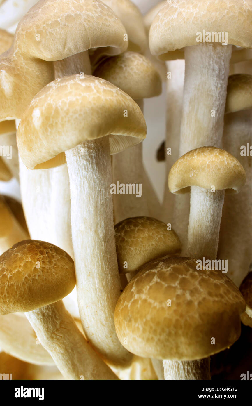 Brown Beech Mushroom Stock Photo - Alamy